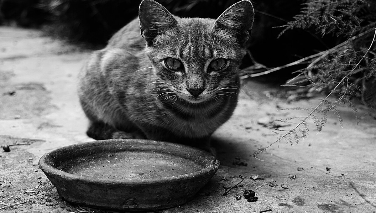 comida de humanos que pueden comer los gatos