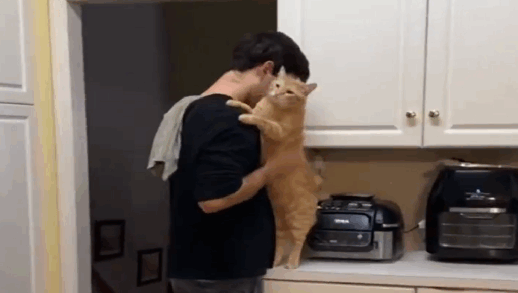 gatos mostrando cariño