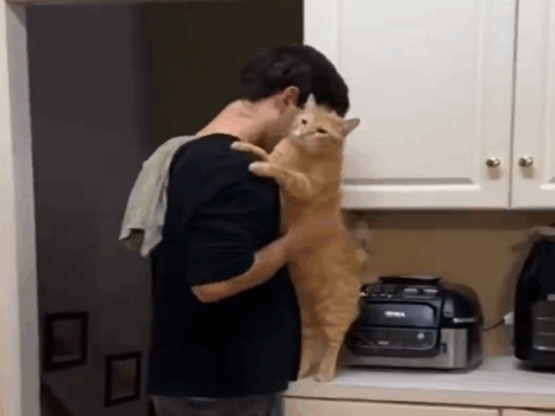gatos mostrando cariño