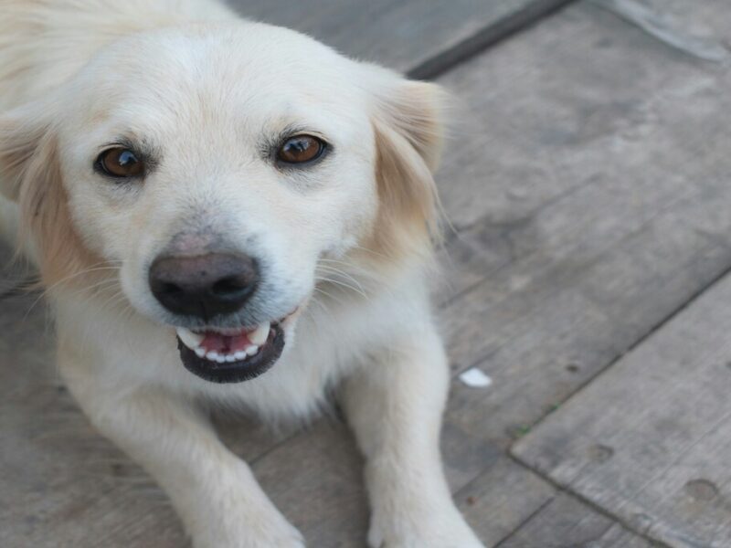 comida natural para perros