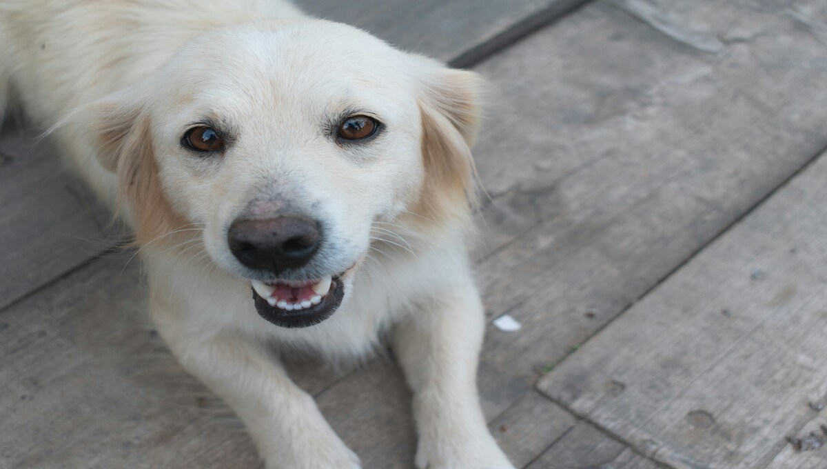 comida natural para perros
