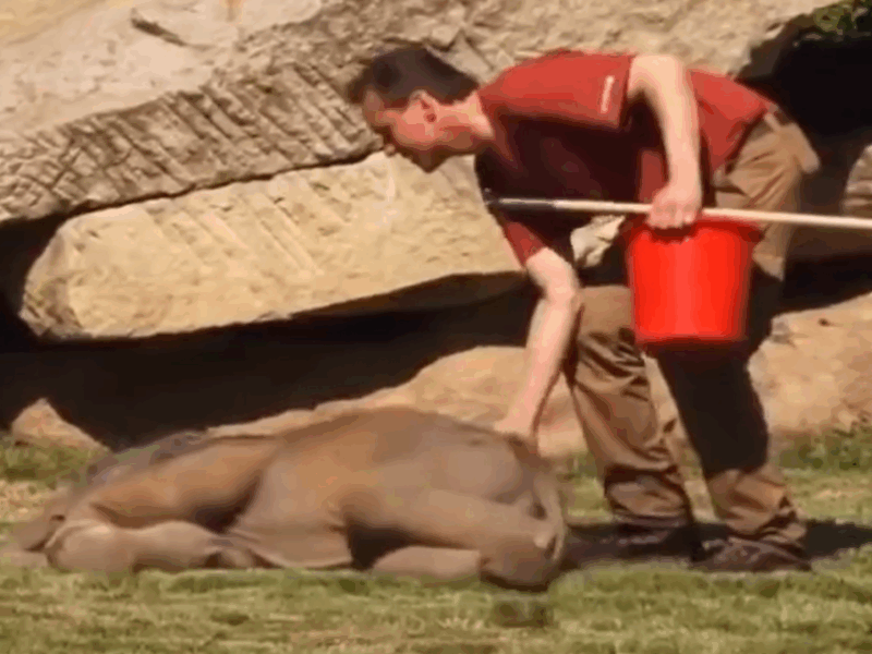 despiertan a elefante bebé