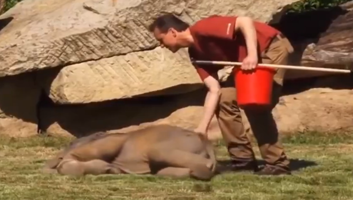 despiertan a elefante bebé