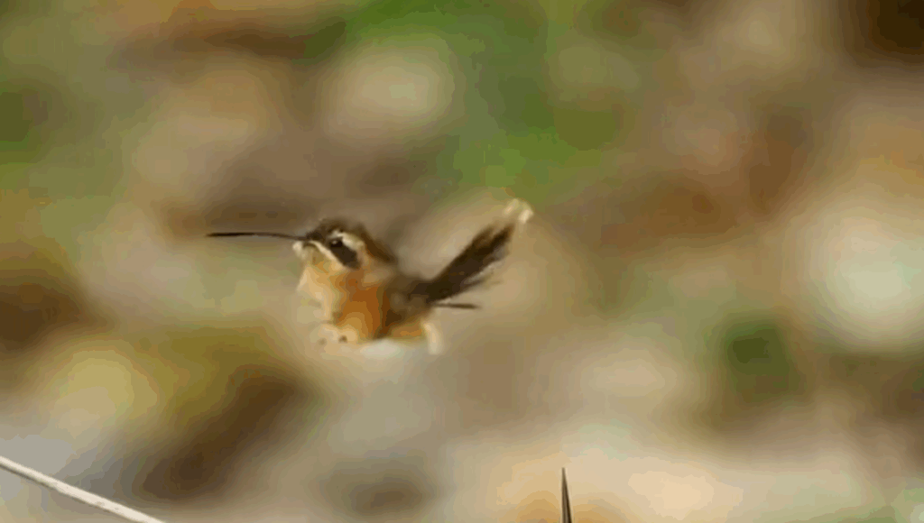 danza de cortejo de un colibrí