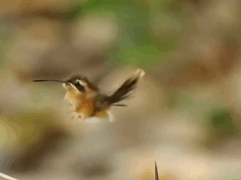 danza de cortejo de un colibrí