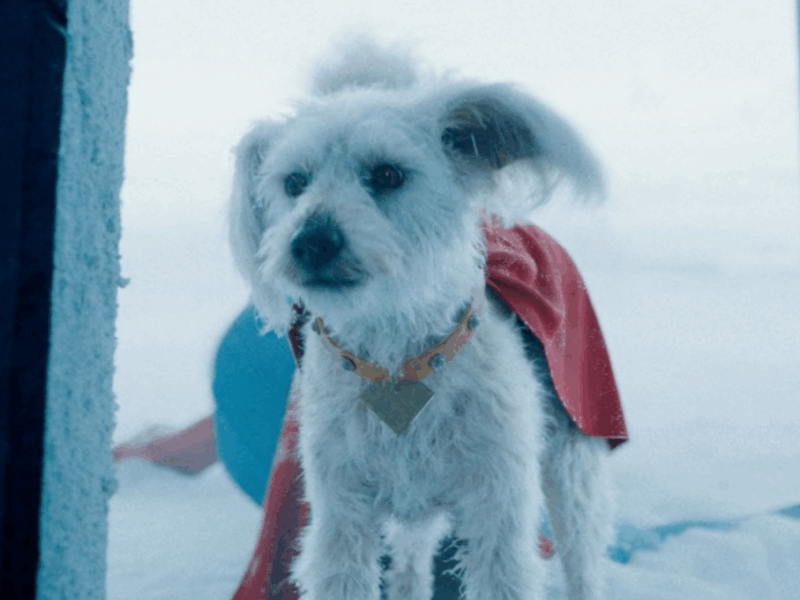 perro de superman