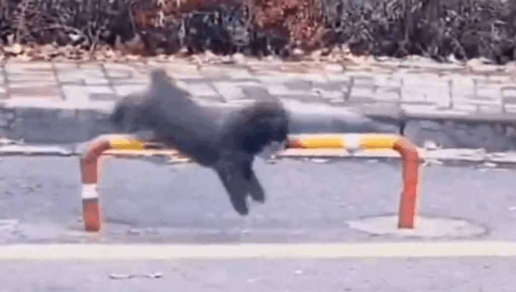 perrito hace ejercicio mientras pasea