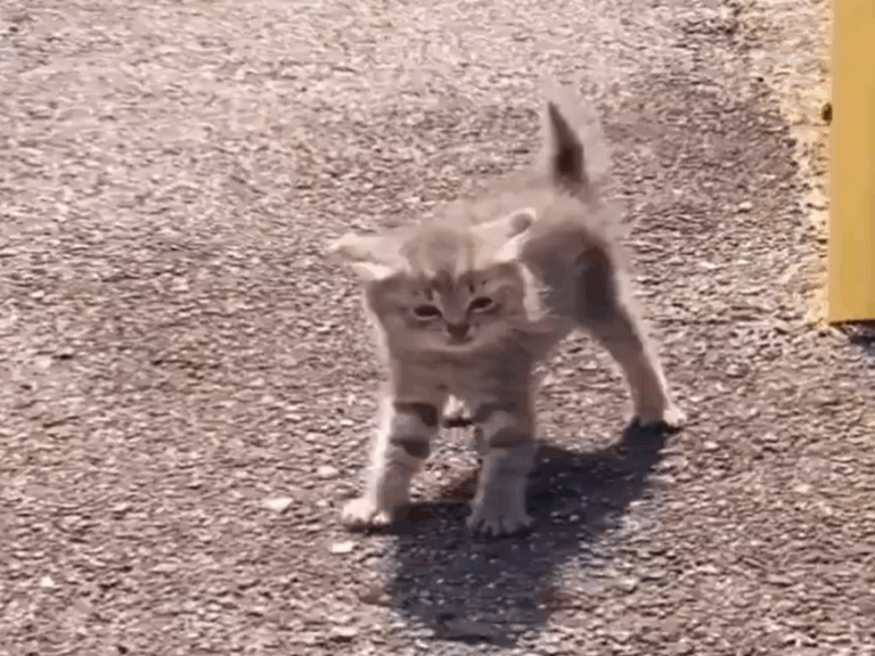 gatito defiende a sus hermanos