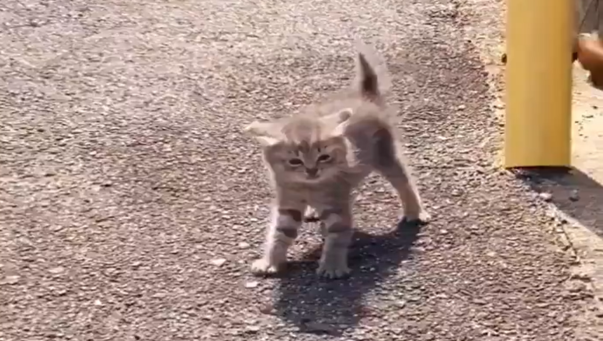 gatito defiende a sus hermanos