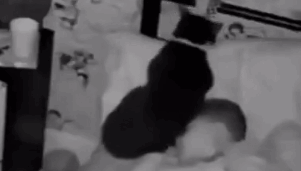 gato no duerme en su cama