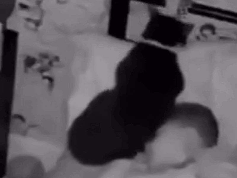 gato no duerme en su cama