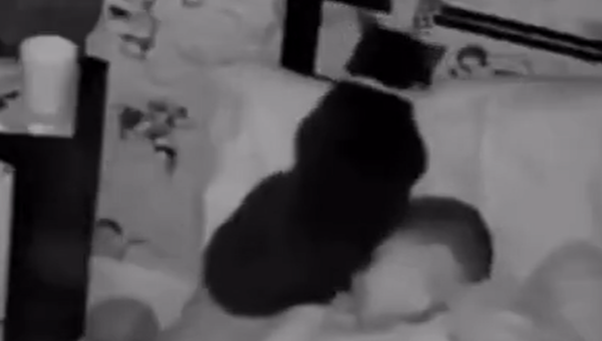 gato no duerme en su cama