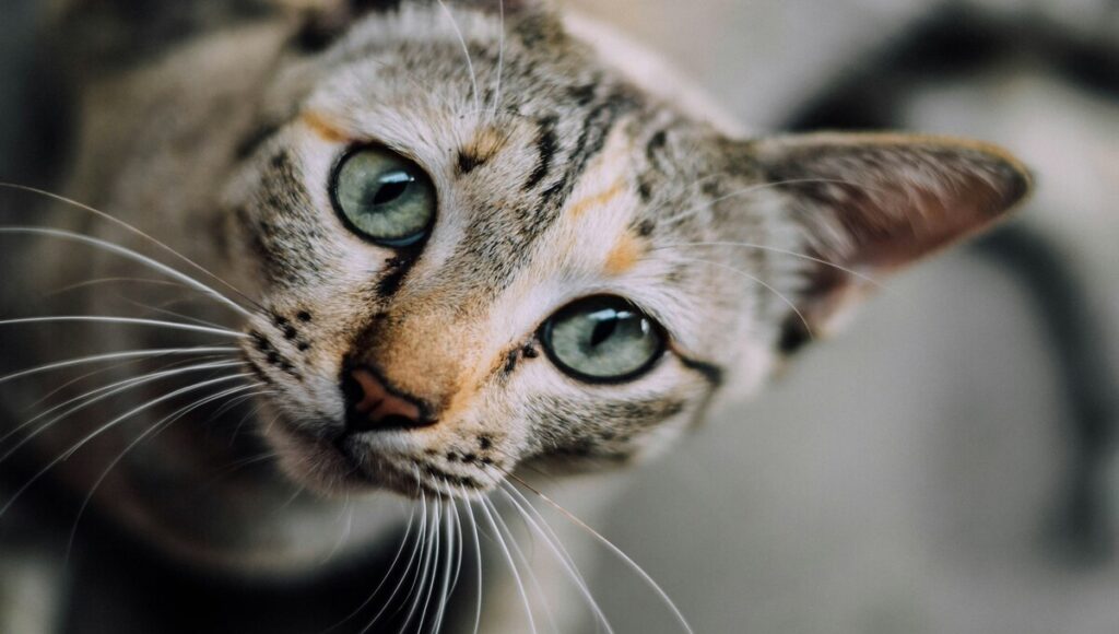 gato con gingivitis