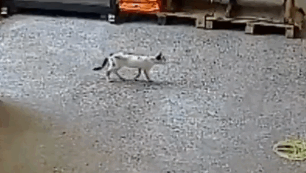 gato llega a domicilio