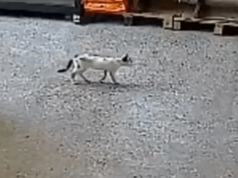gato llega a domicilio
