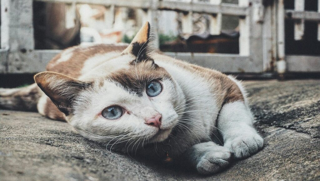 gatos pueden comer fresas