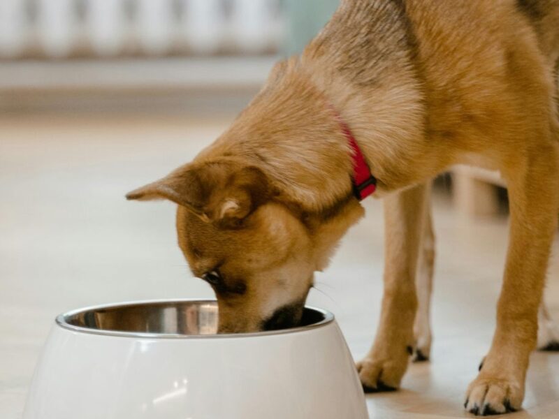 Guía paso a paso para evitar que tus perros se peleen por la comida