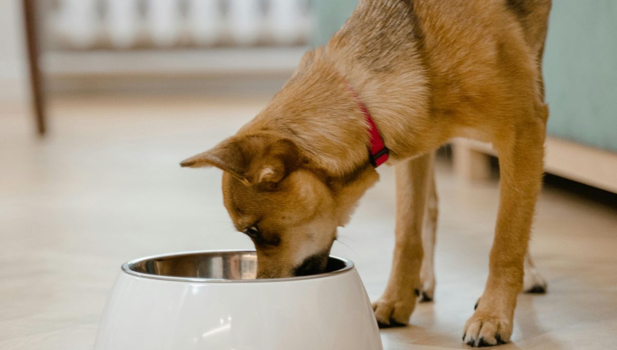 Guía paso a paso para evitar que tus perros se peleen por la comida