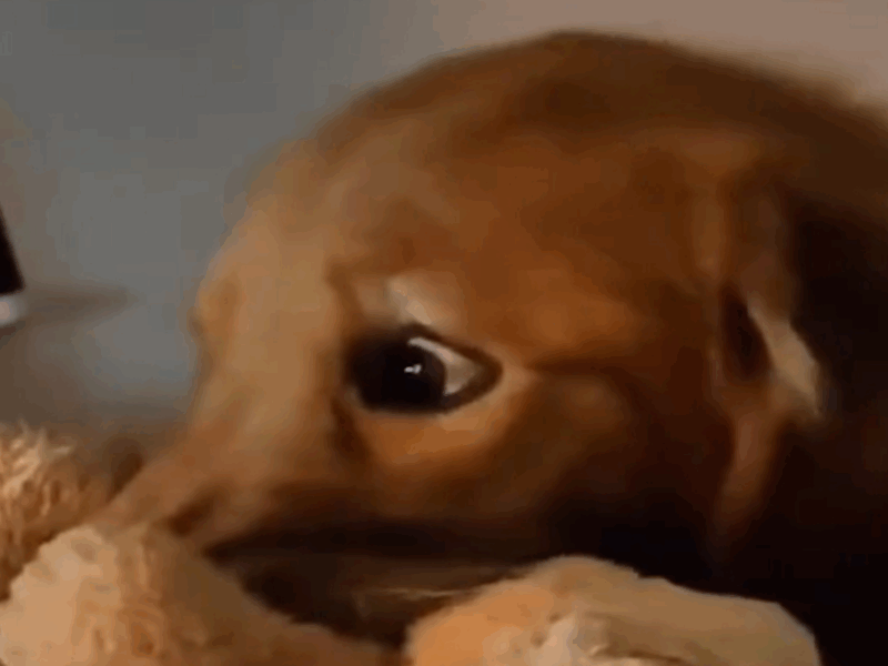 perros se asustan al ver una película