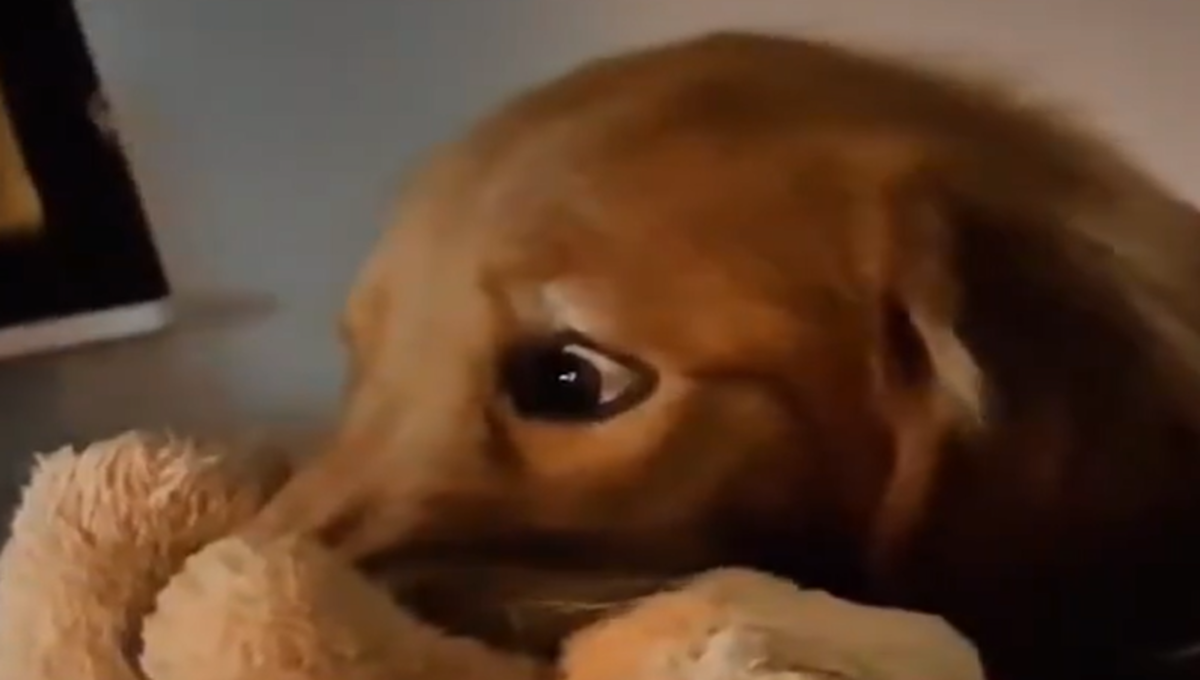 perros se asustan al ver una película