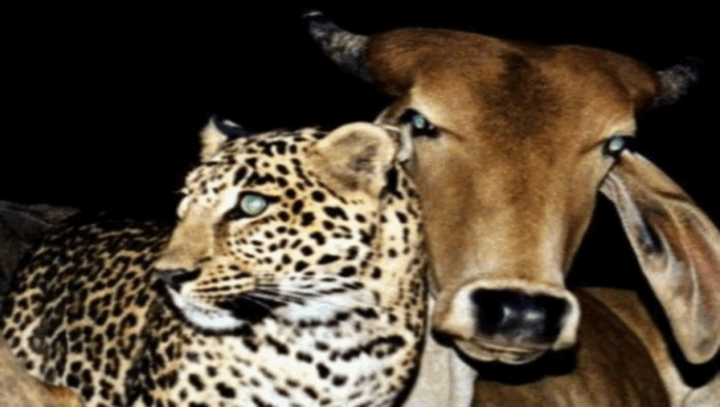 leopardo amamantado por vaca