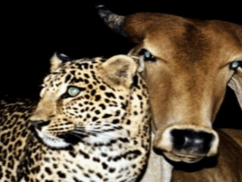 leopardo amamantado por vaca