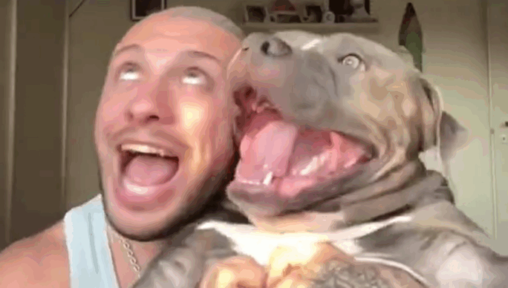 perros son iguales a sus dueños