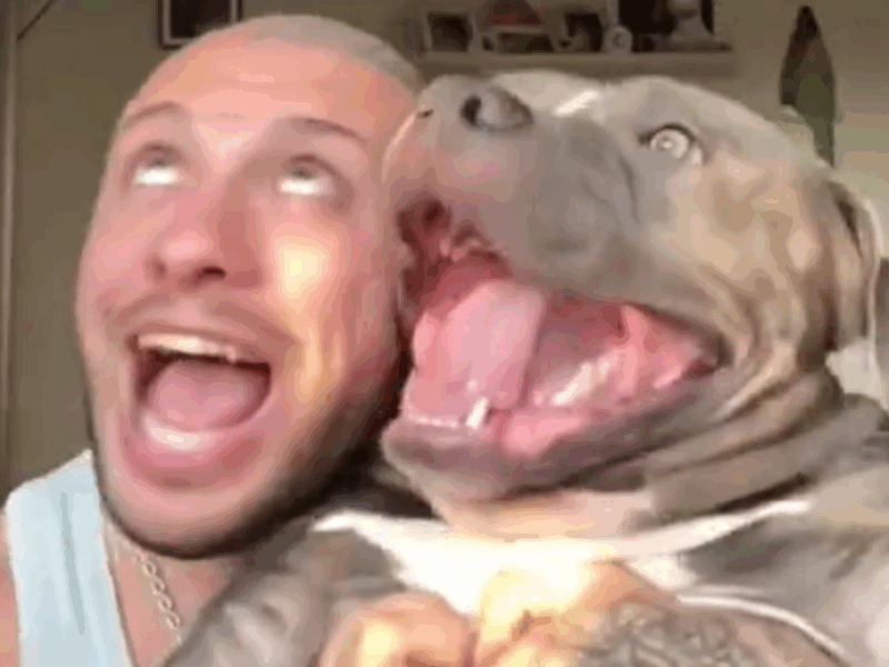 perros son iguales a sus dueños