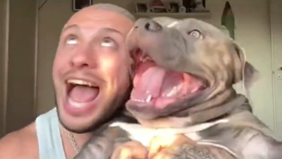 perros son iguales a sus dueños