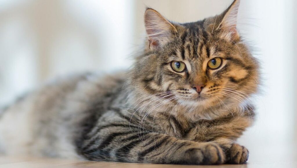 Conoce los mejores 5 nombres para los gatos