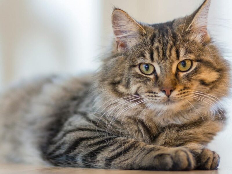 Conoce los mejores 5 nombres para los gatos