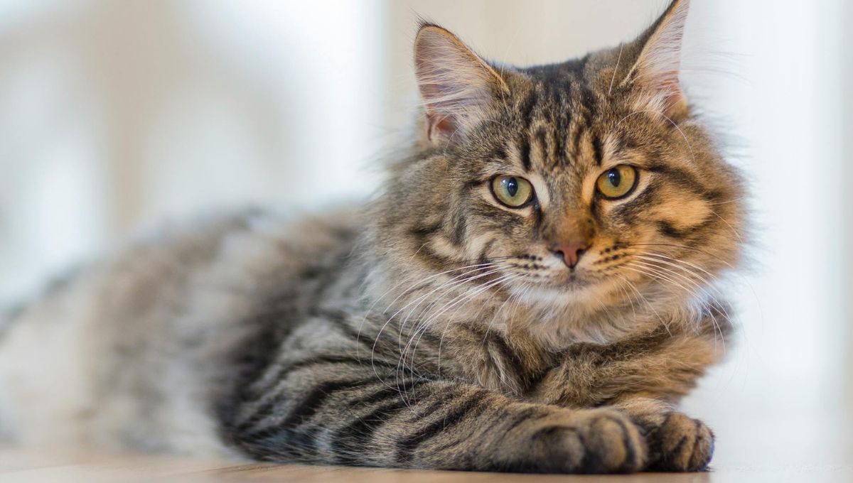 Conoce los mejores 5 nombres para los gatos