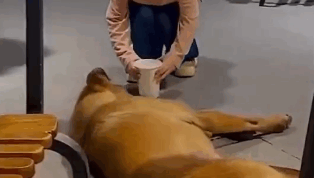 niña da vaso de agua a perrito