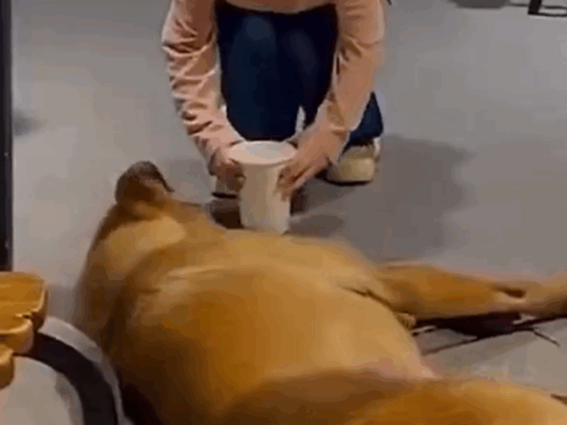 niña da vaso de agua a perrito