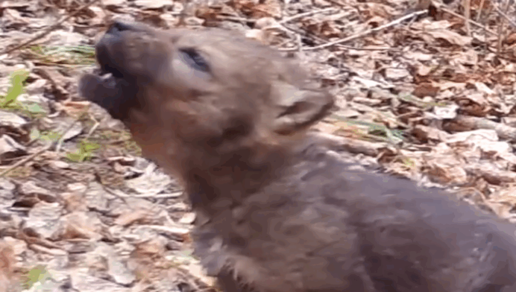 aullido de un lobo bebé