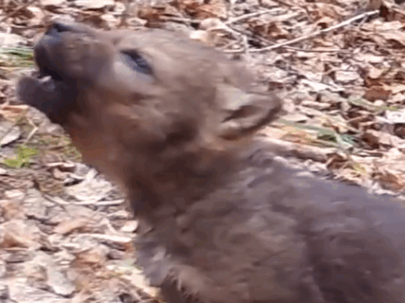 aullido de un lobo bebé