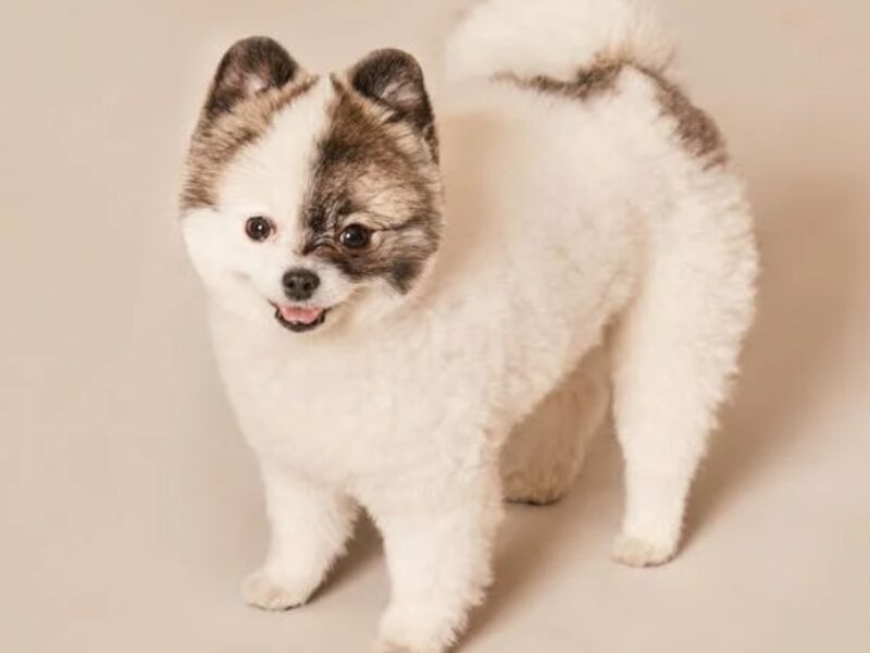 que raza de perro pequeño y peludo no crece