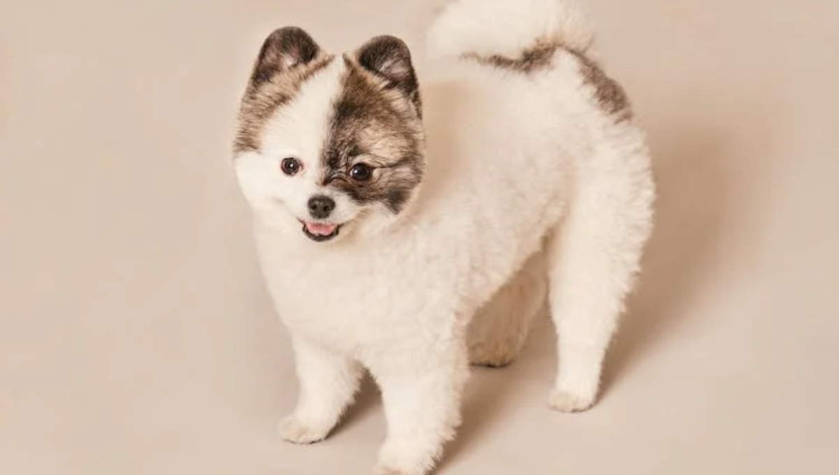 que raza de perro pequeño y peludo no crece