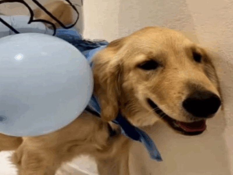 perro anuncia el sexo del bebé
