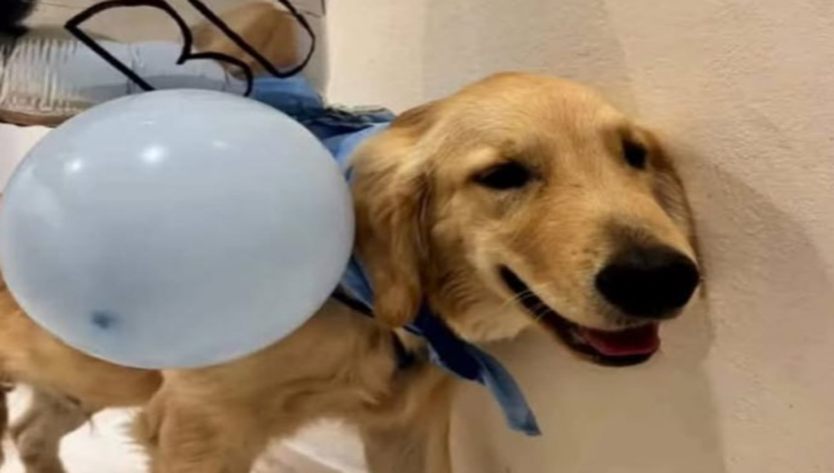 perro anuncia el sexo del bebé