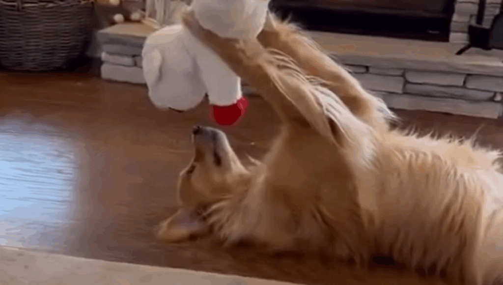 perrito adora su peluche