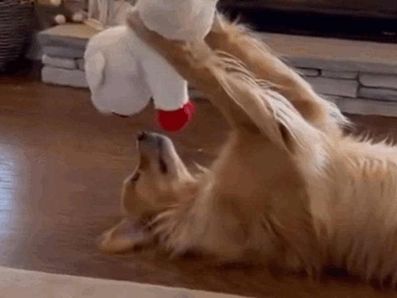 perrito adora su peluche