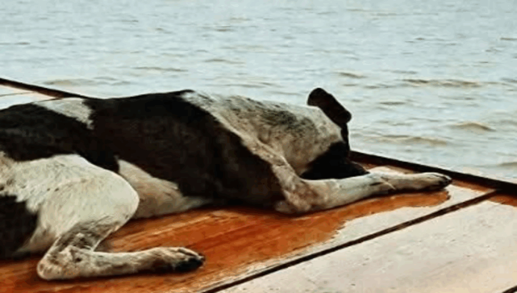 perrito pierde la vida tras mirar al horizonte