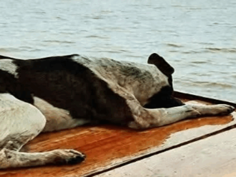 perrito pierde la vida tras mirar al horizonte