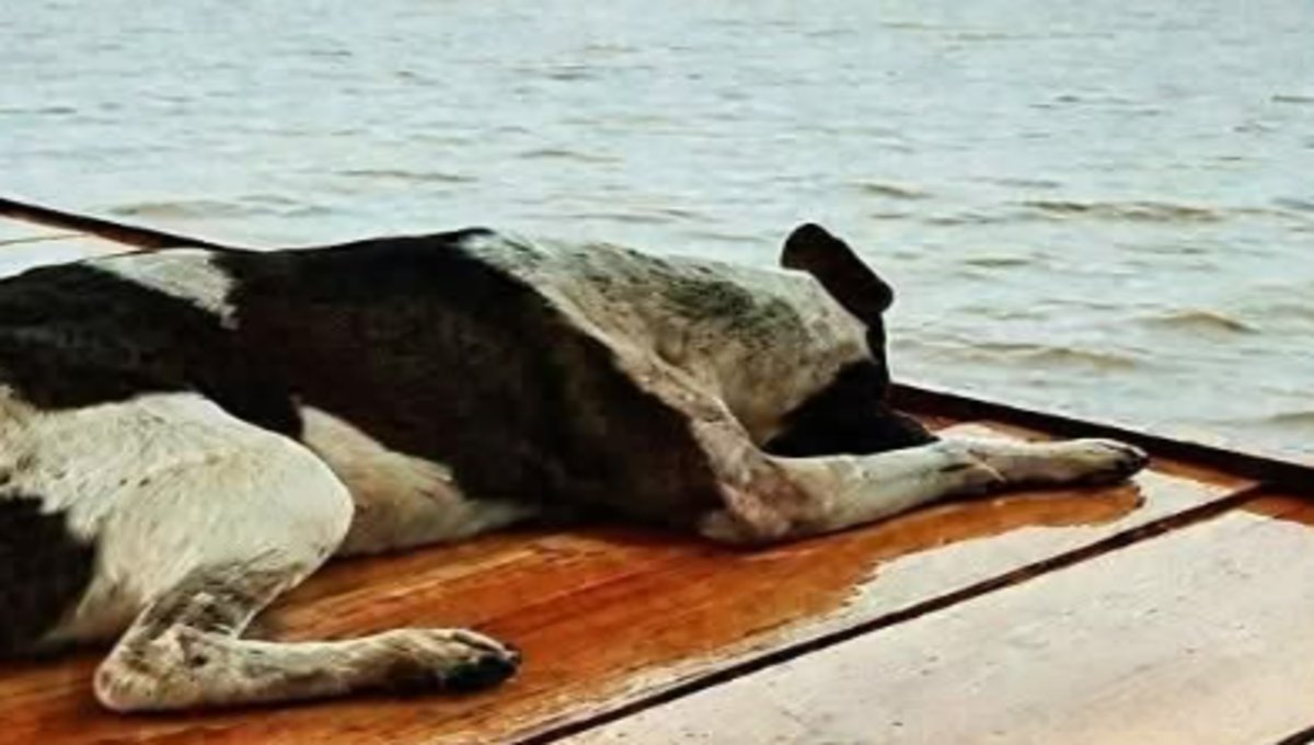 perrito pierde la vida tras mirar al horizonte