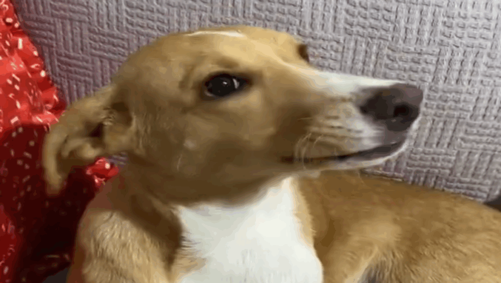 perrito se tomó su medicamento