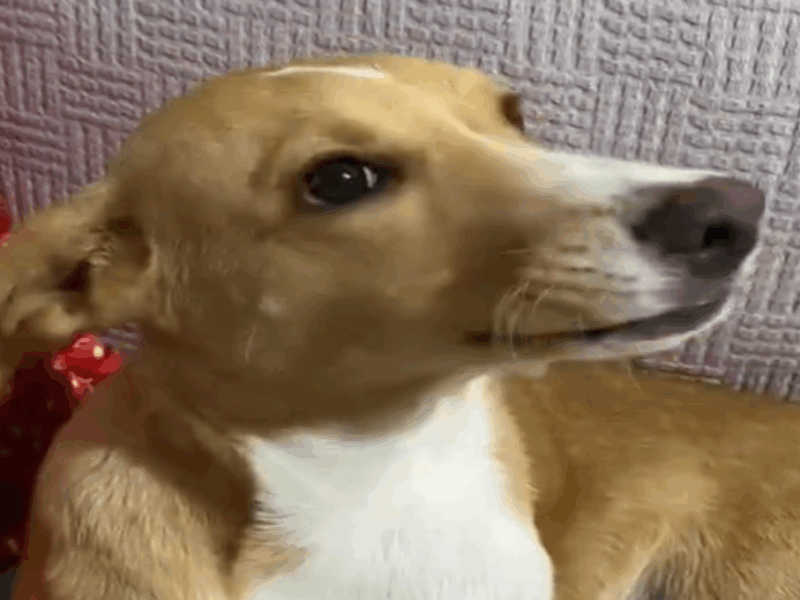 perrito se tomó su medicamento