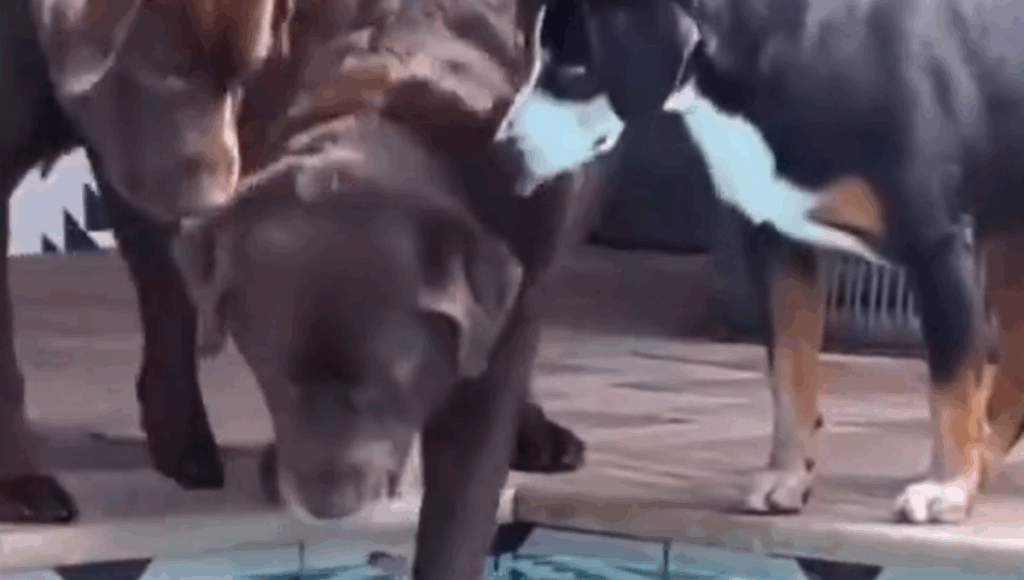 perro mayor se mete en alberca