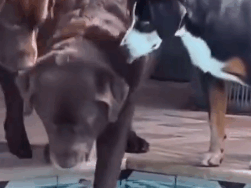 perro mayor se mete en alberca