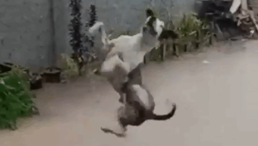 perro salta en la lluvia